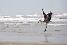 Load image into Gallery viewer, Art Print - Dancing In The Moonlight