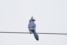 Load image into Gallery viewer, Art Print - Blue Jay Moon